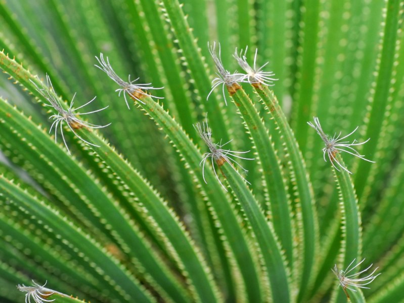 Dasylirion acrotrichum (Asparagaceae)